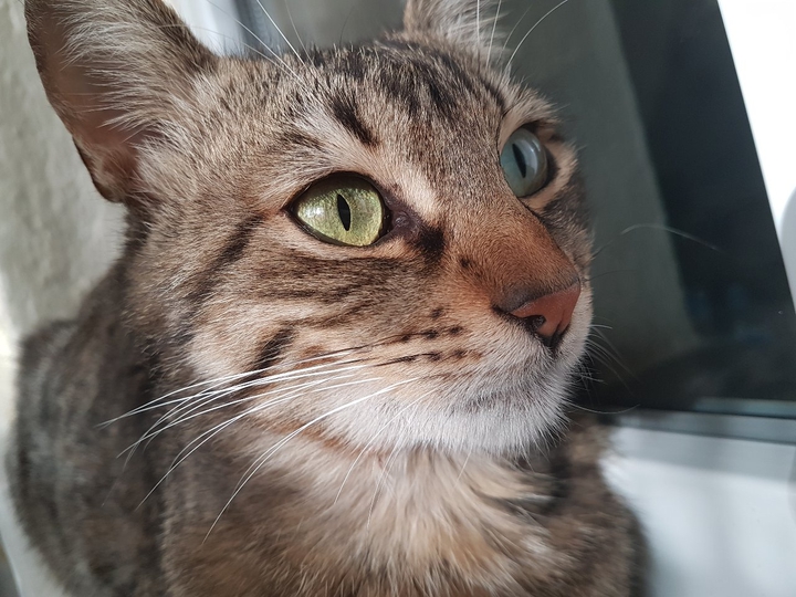 cat