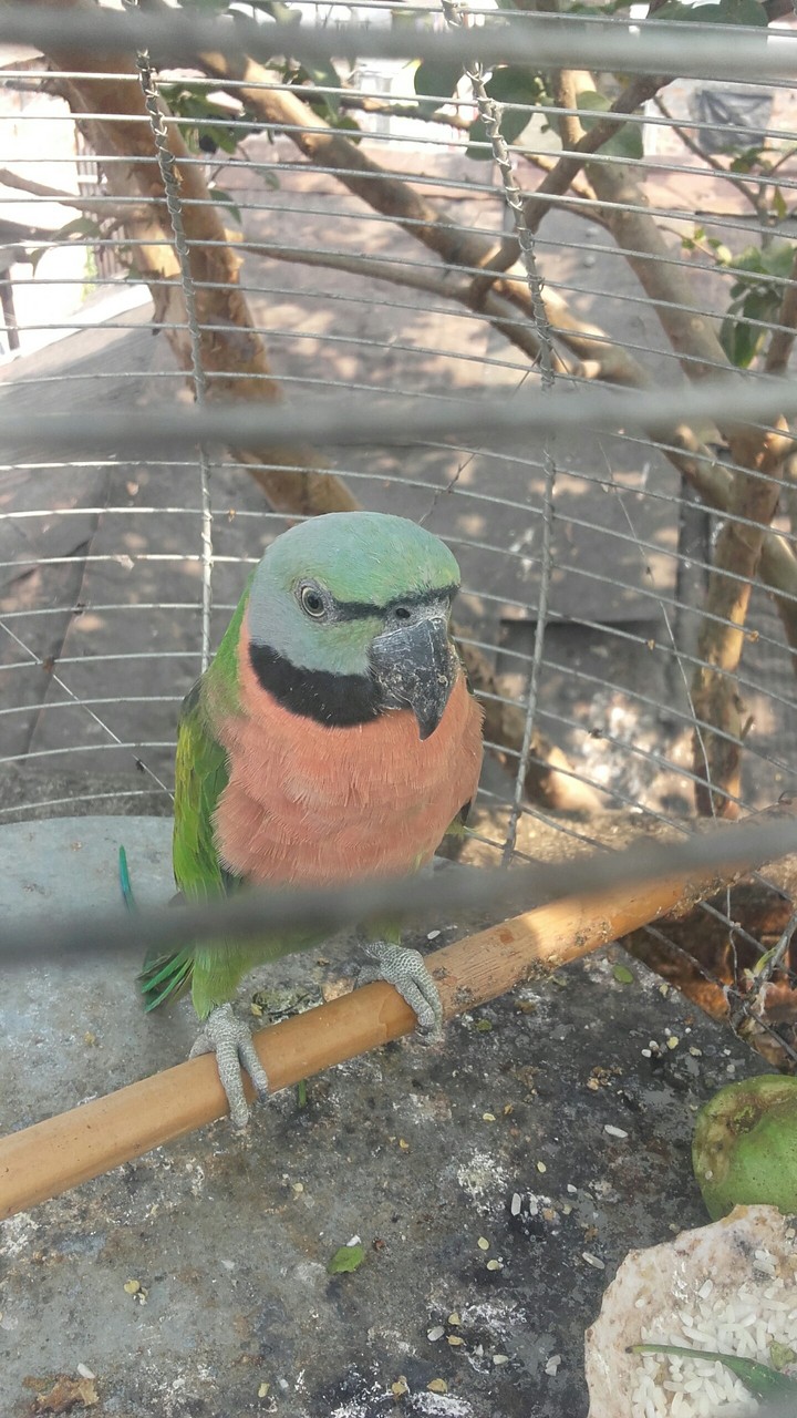 king of bird