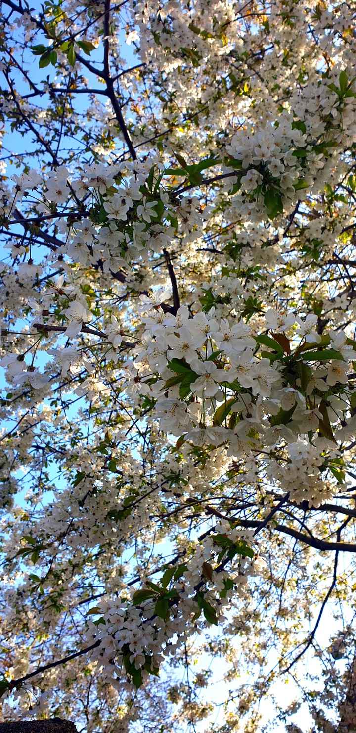 Apple blossom tree on a spring day