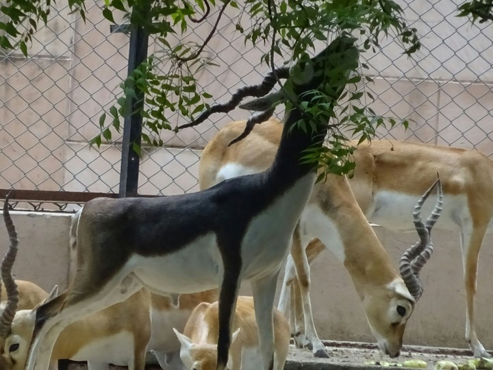 Sambar deer