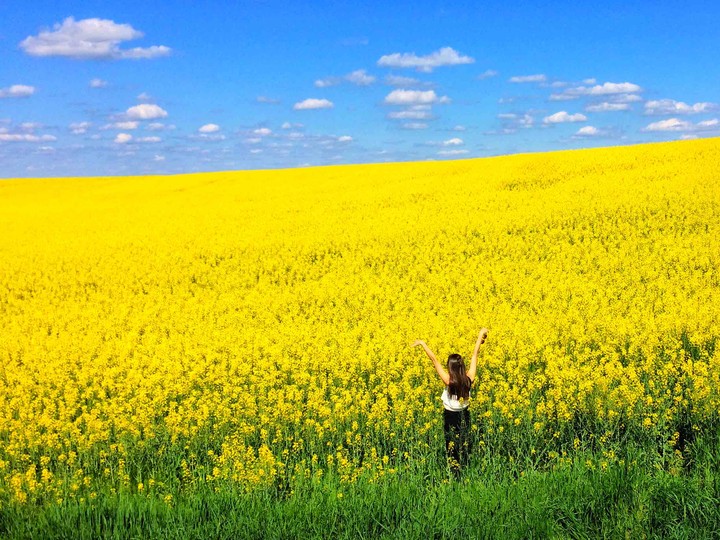 meadow