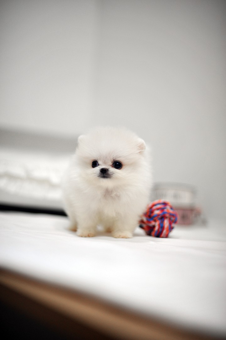 포메라니안