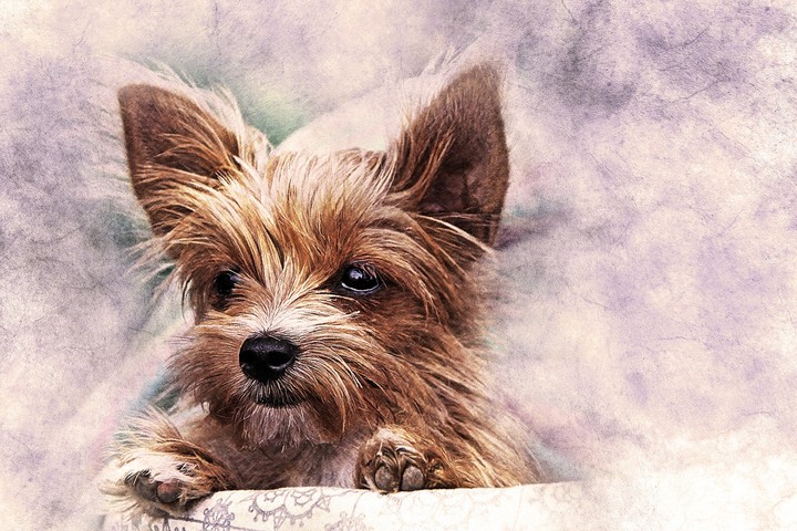 Cachorro