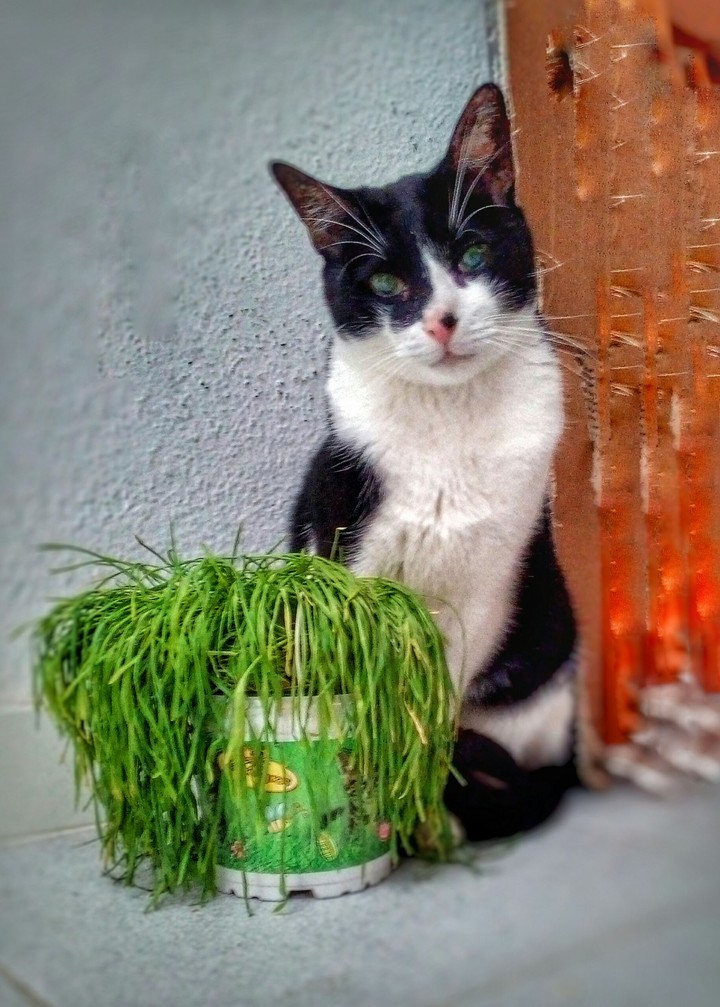 Caio