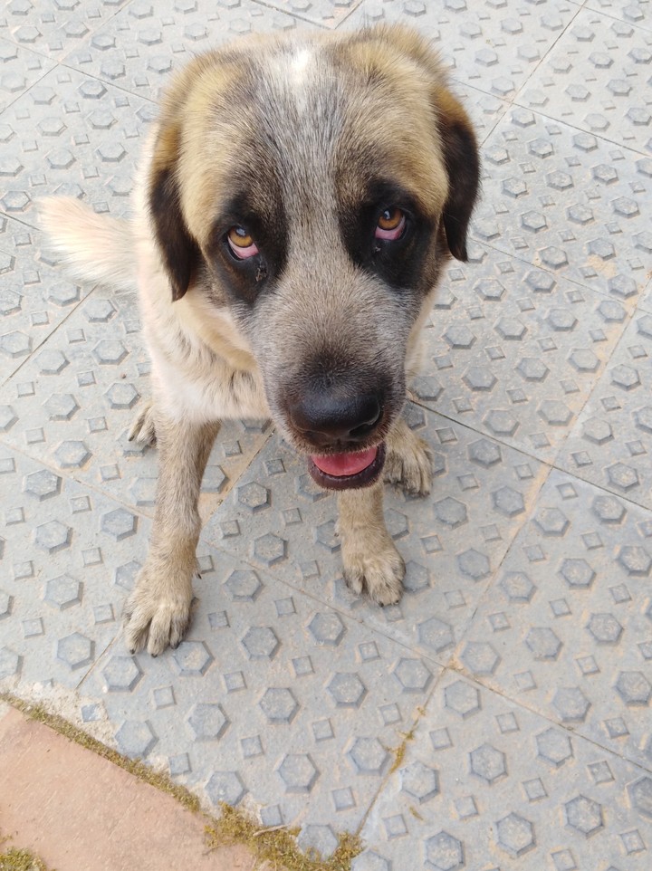 My dog