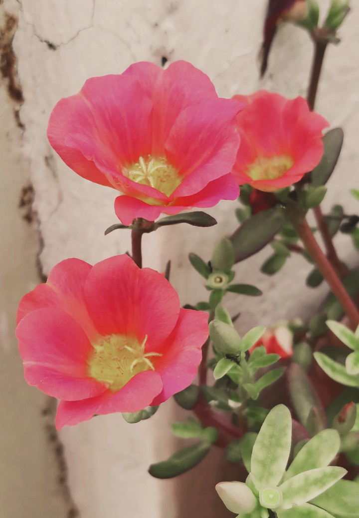 beautiful purslane