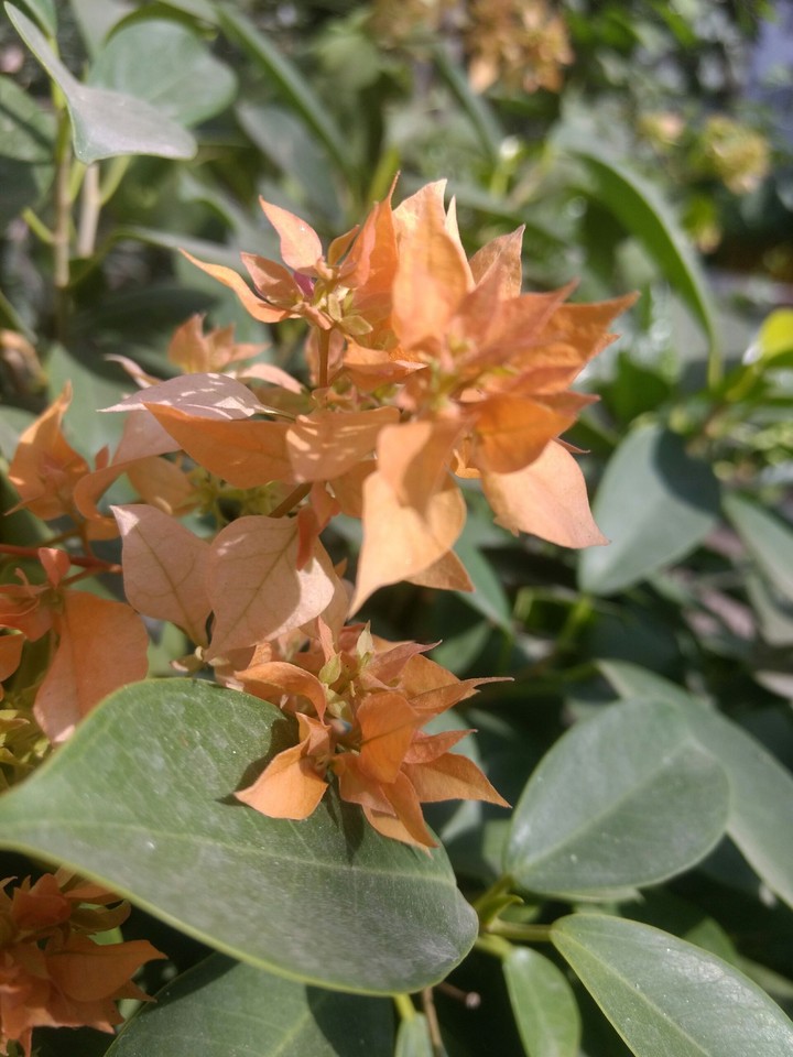 beauty of nature - beautiful flowers