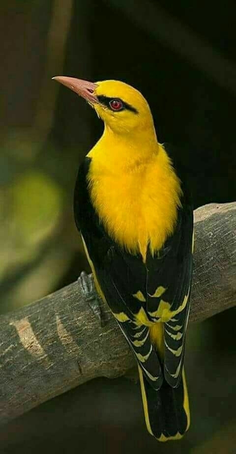 yellow black