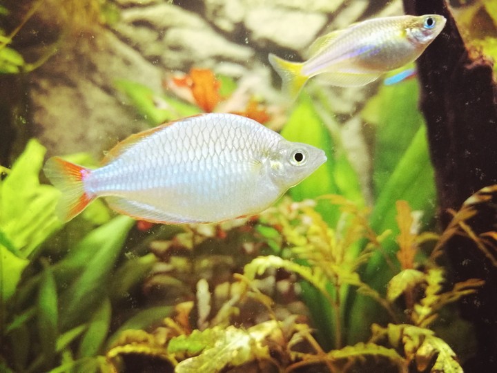 Diamant Regenbogenfisch