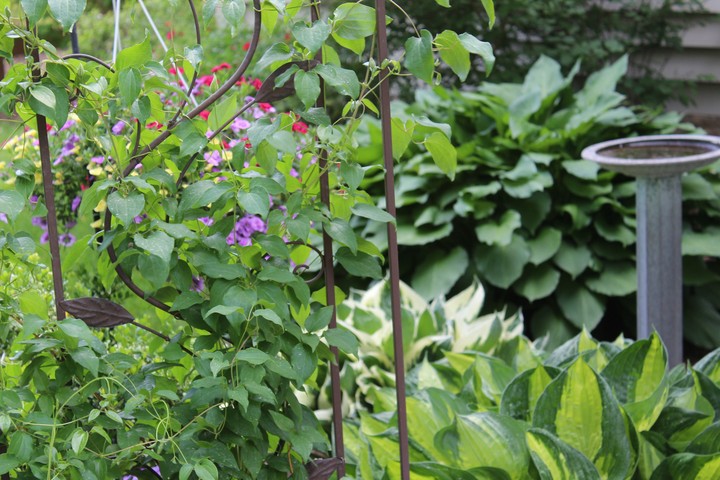 House garden