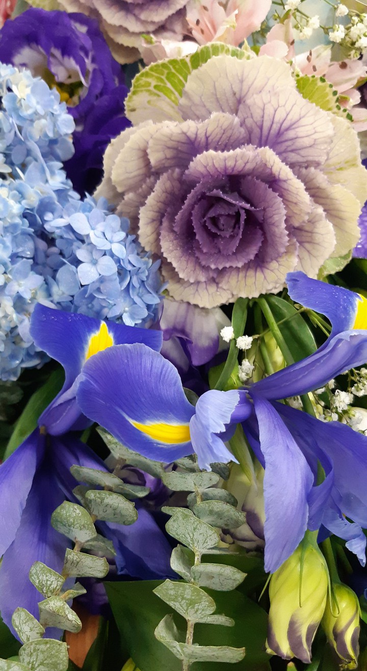 violet