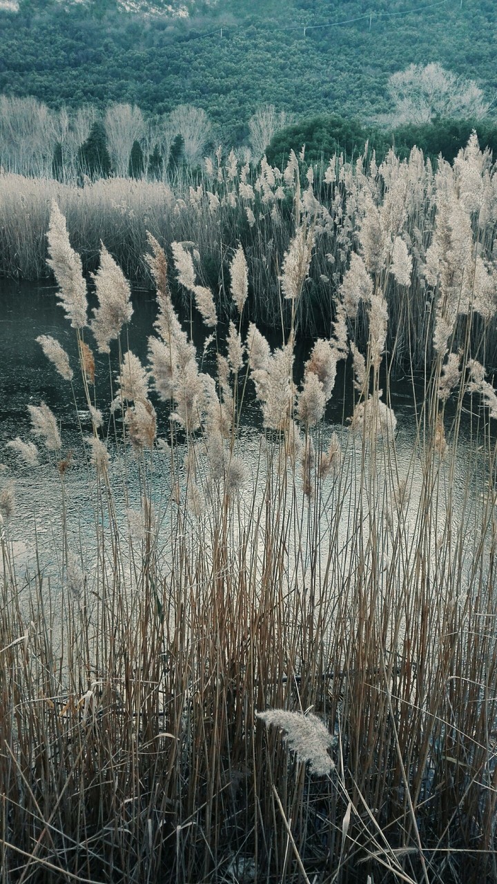 pond