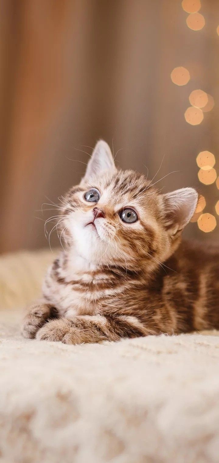 kitty