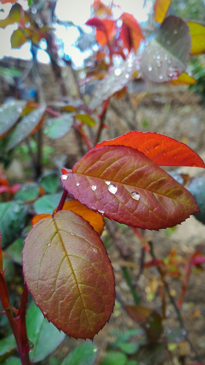 leaf