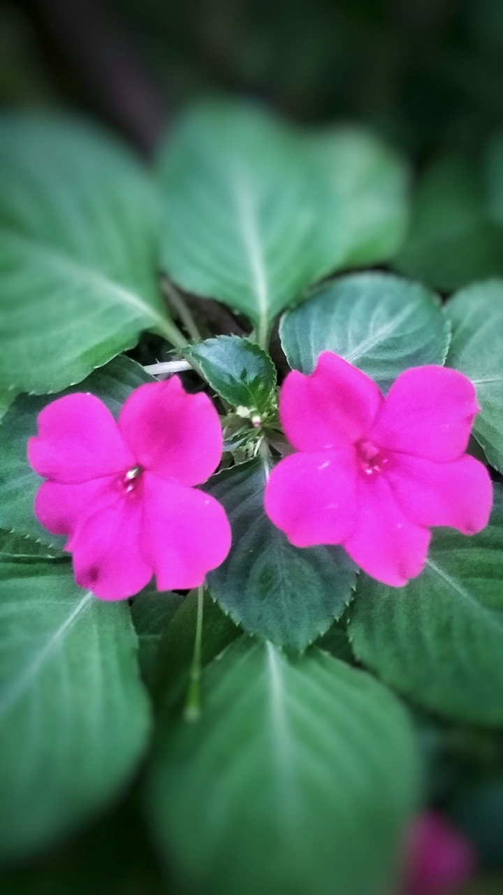 Purple Flower