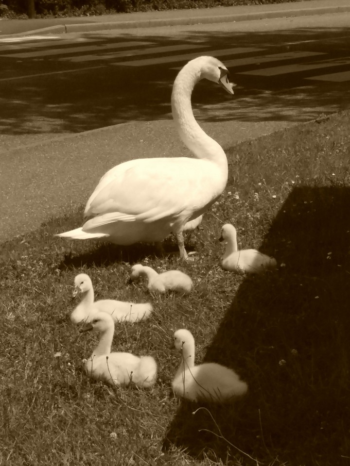 maman cygne et ces bébés