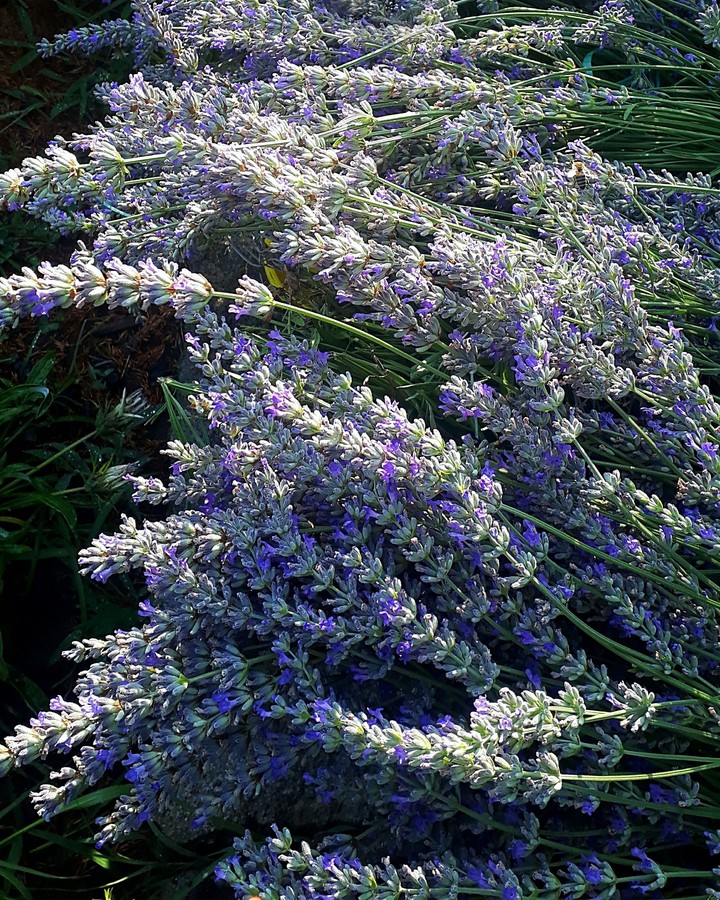 lavanda