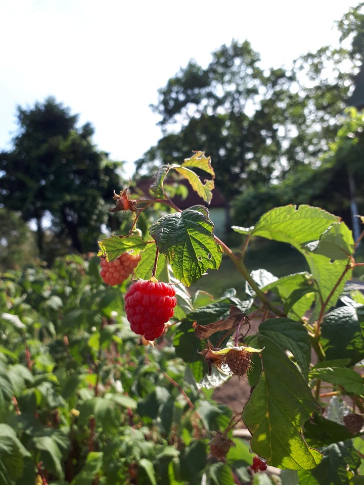 raspberries