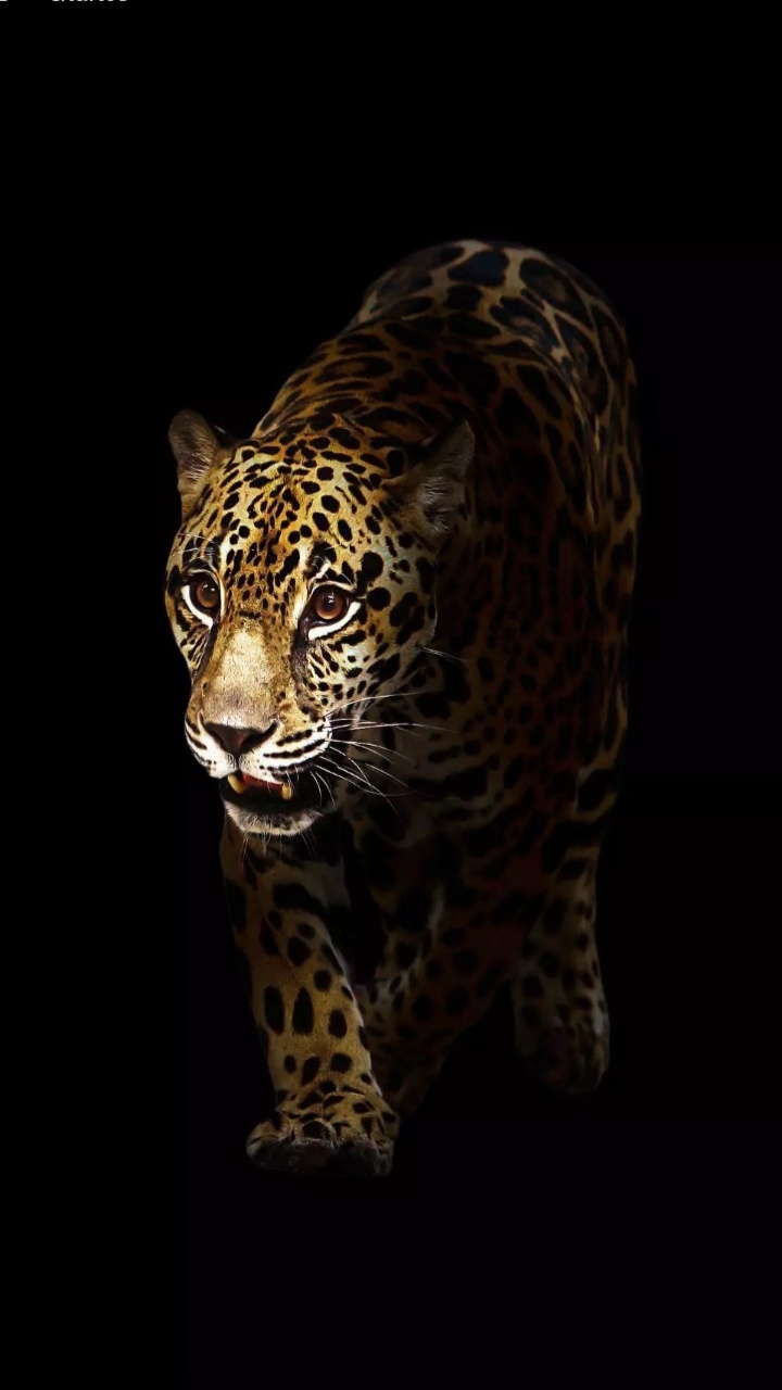 Wallpaper...