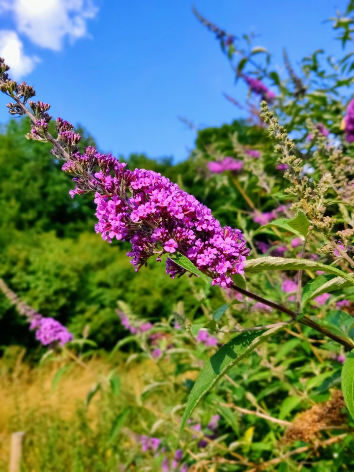 Purple Blues