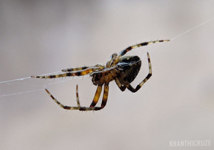 The Spider Macro