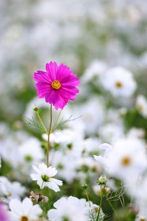 Flower, Petal, Green