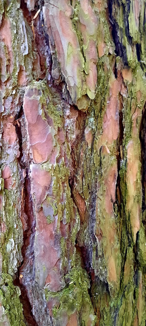 trunk, tree Hintergrundbilder