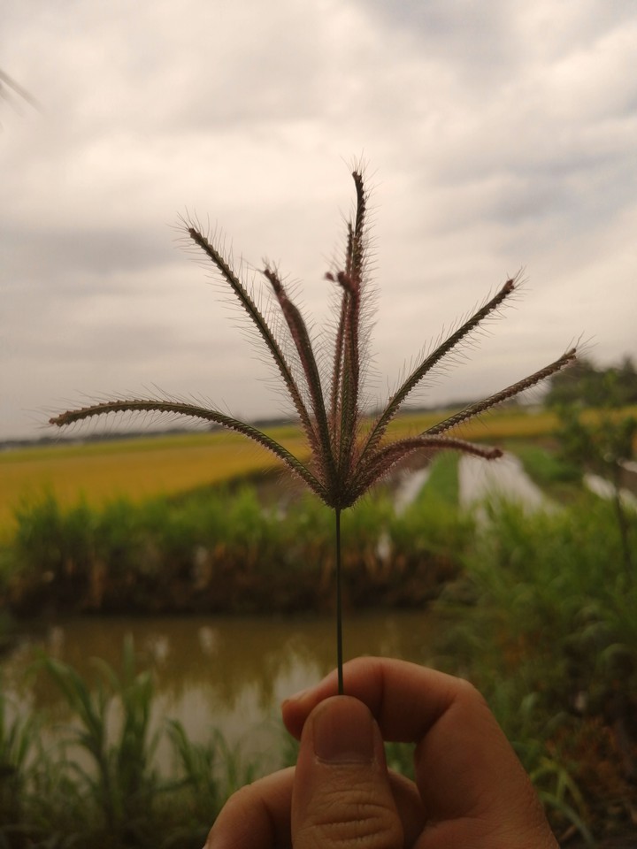 cỏ dại