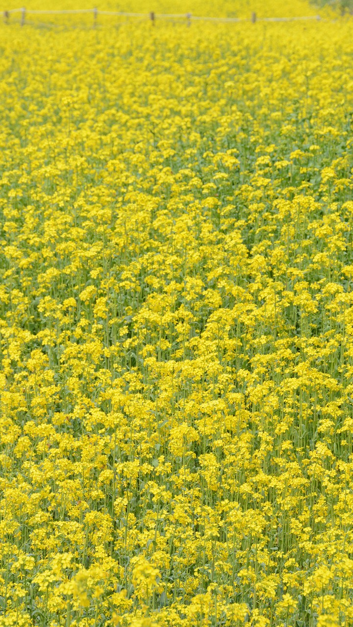 Rape field