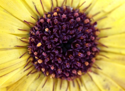 plant, yellow achtergronden