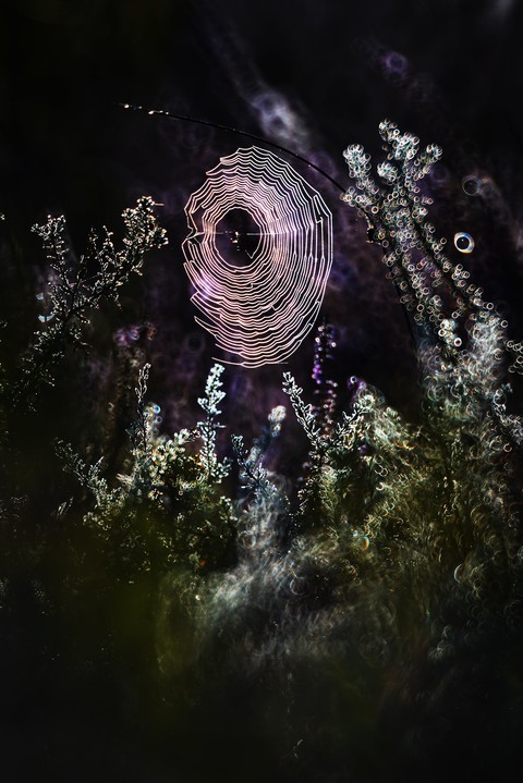 spiderweb
