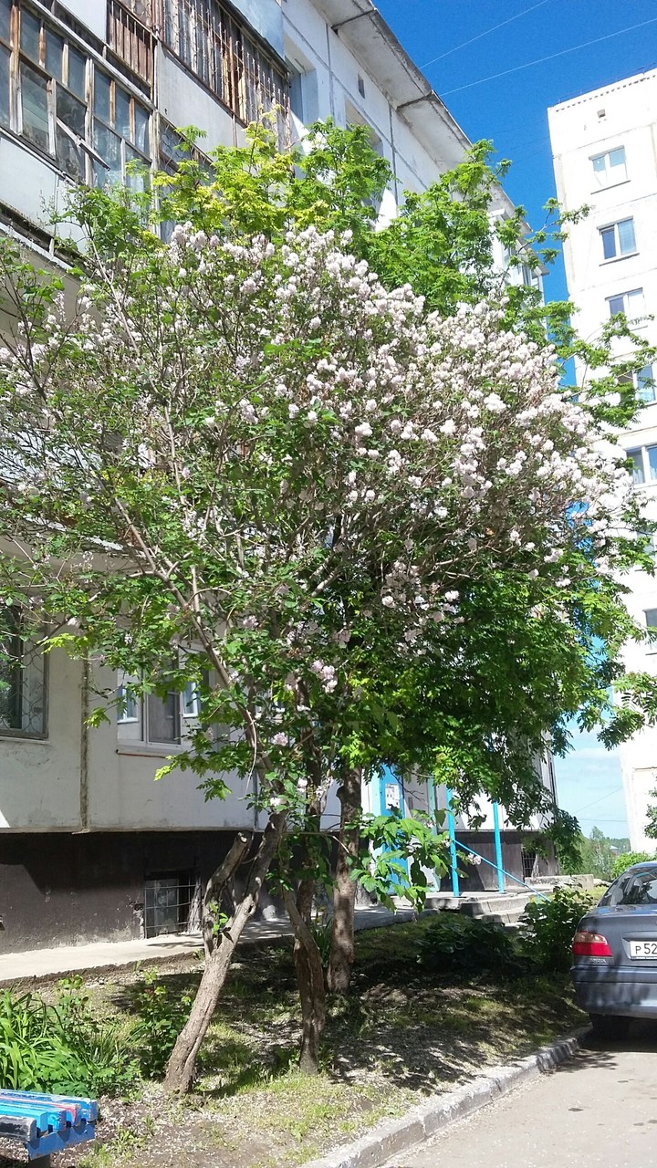 summer in Zarinsk