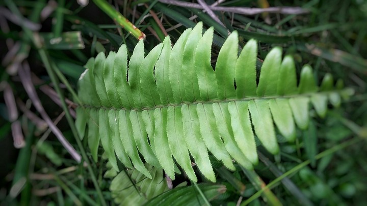 Paku