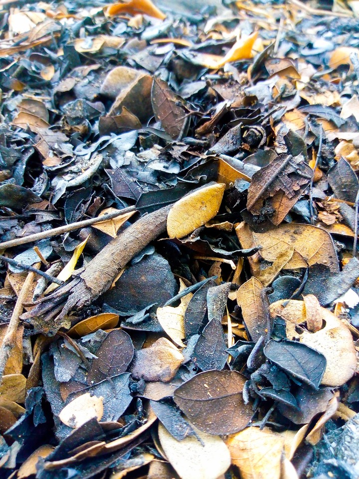 leaves
