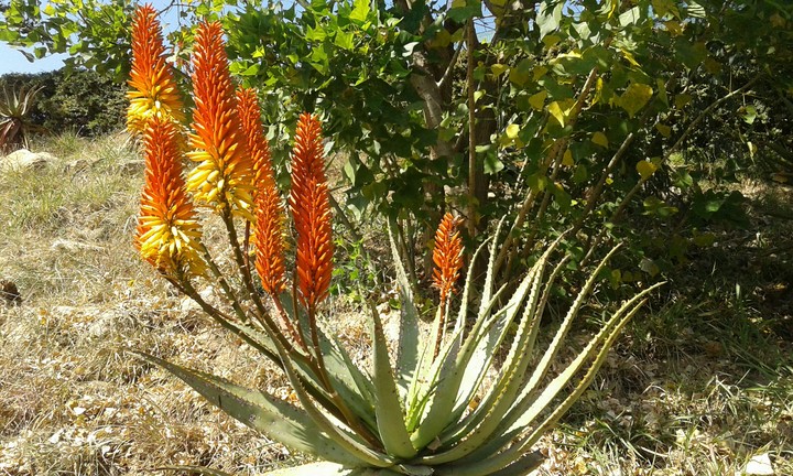 Full Aloe