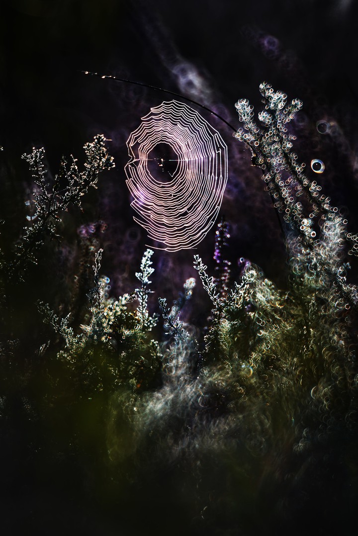 spiderweb