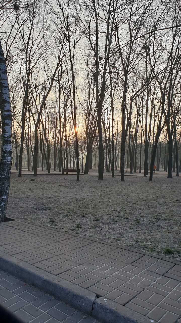 утро в парке
