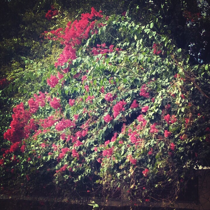 Flowering