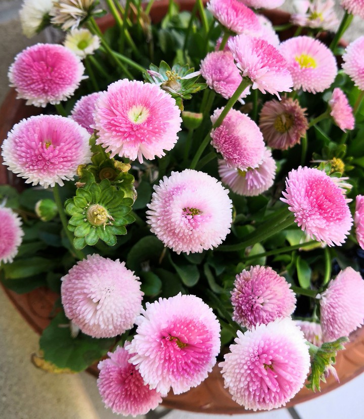 Primavera