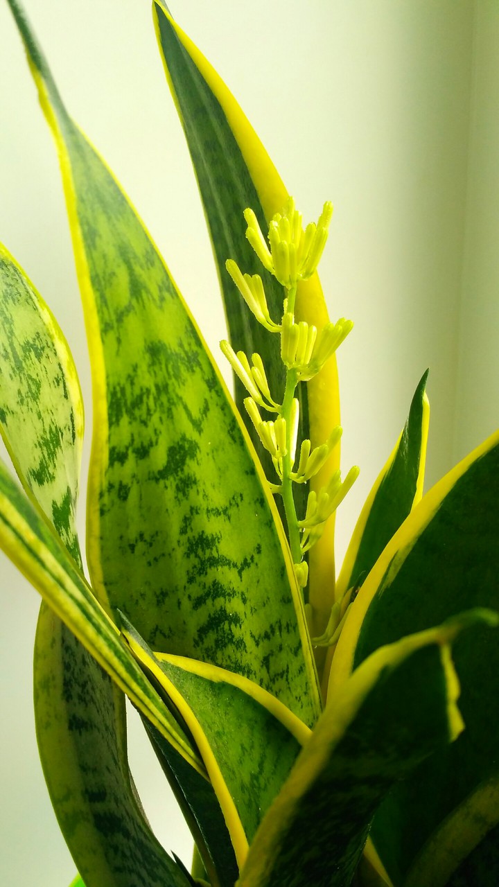 Sansevieria
