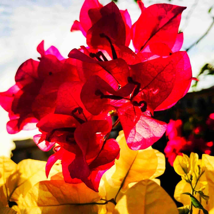 blooms