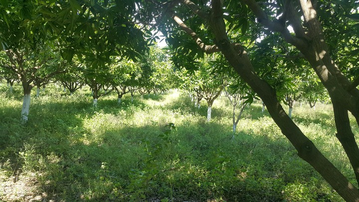 farm