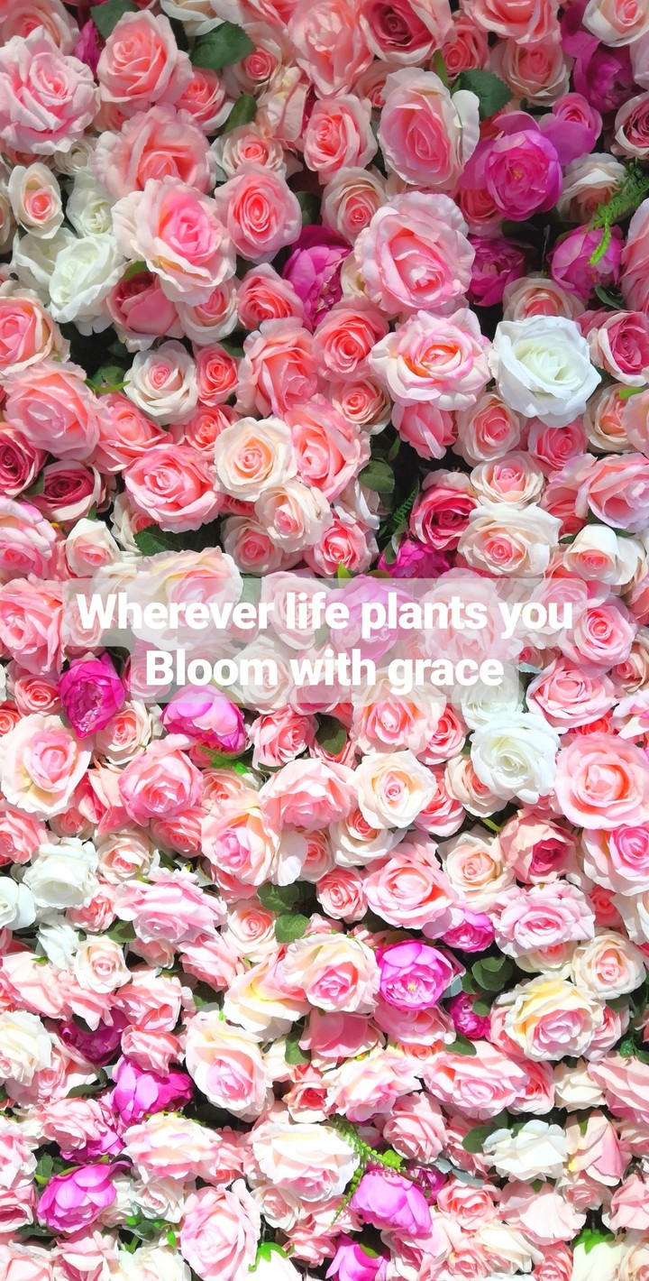 Bloom