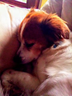a cute dog