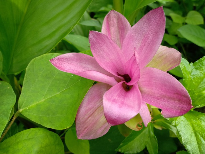 Everything on the earth has beauty.