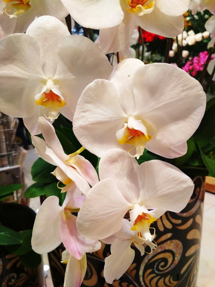 white beauty