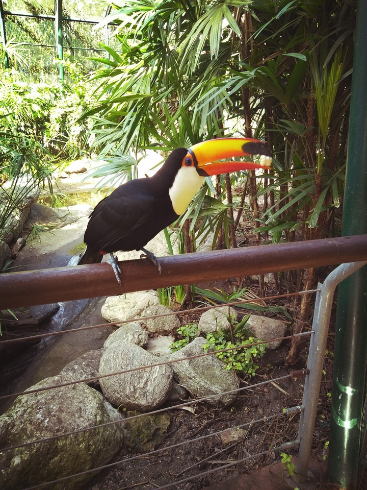tucan