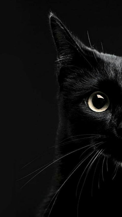 котик