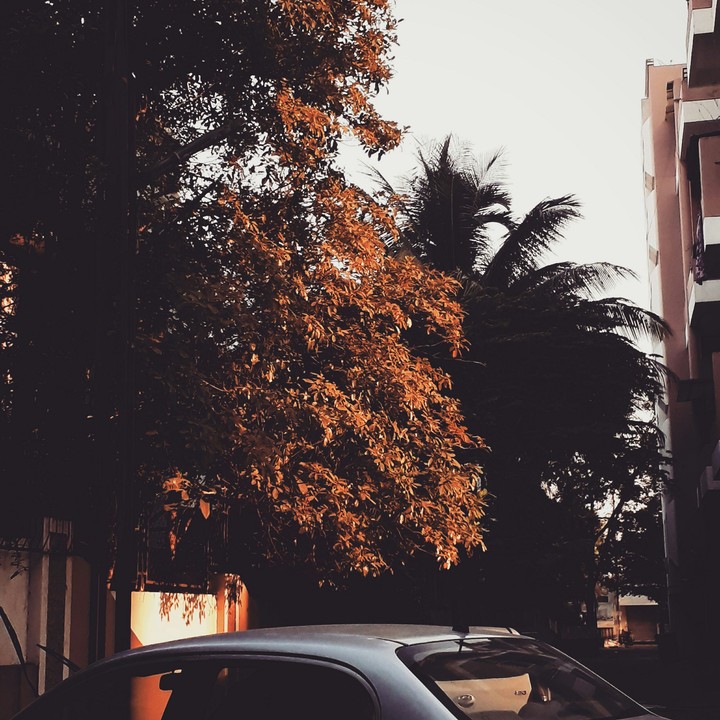 sunlight