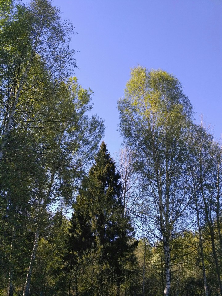 springtime